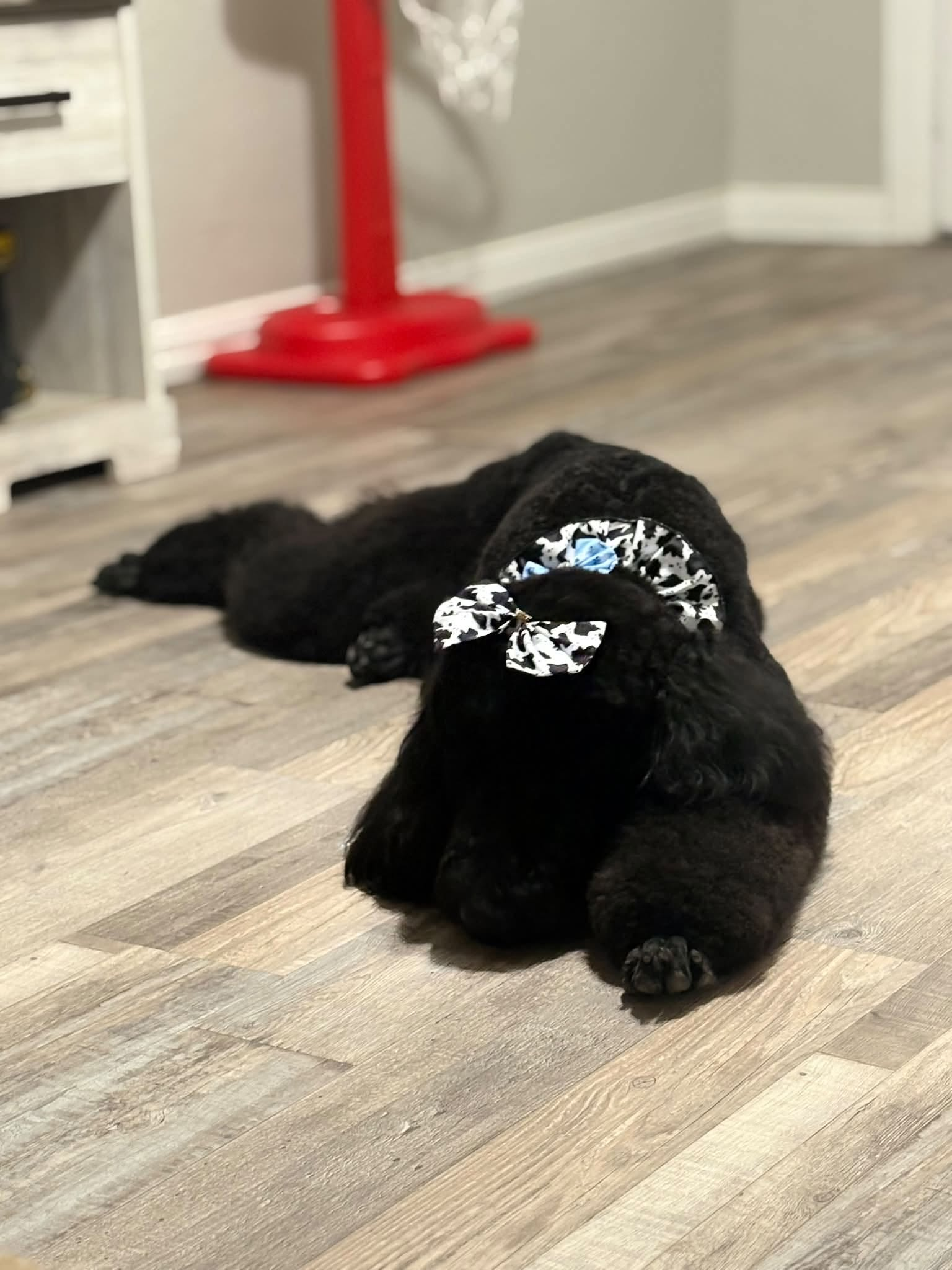 Clean home with pet